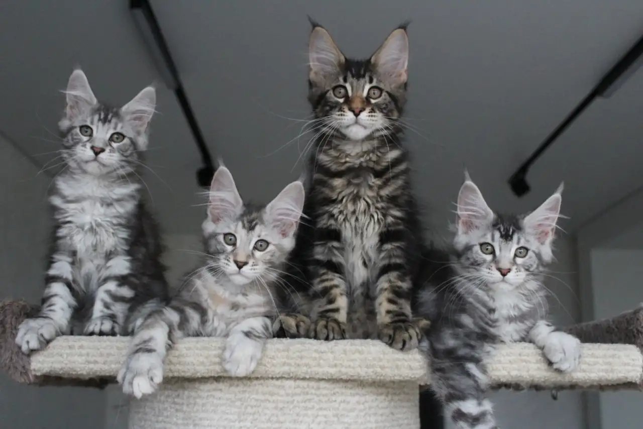Котята мейн кун!, фотография 3