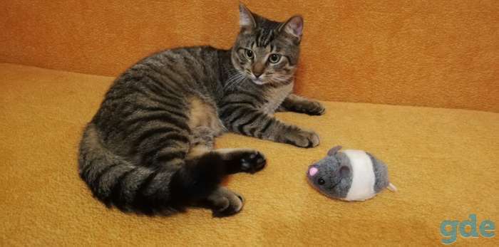 Котик Пуська ищет дом!, фотография 8