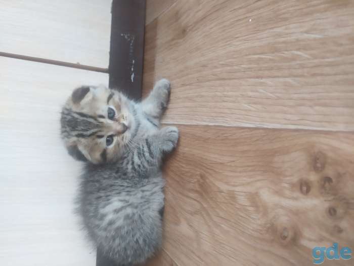 Британские котята, фотография 4