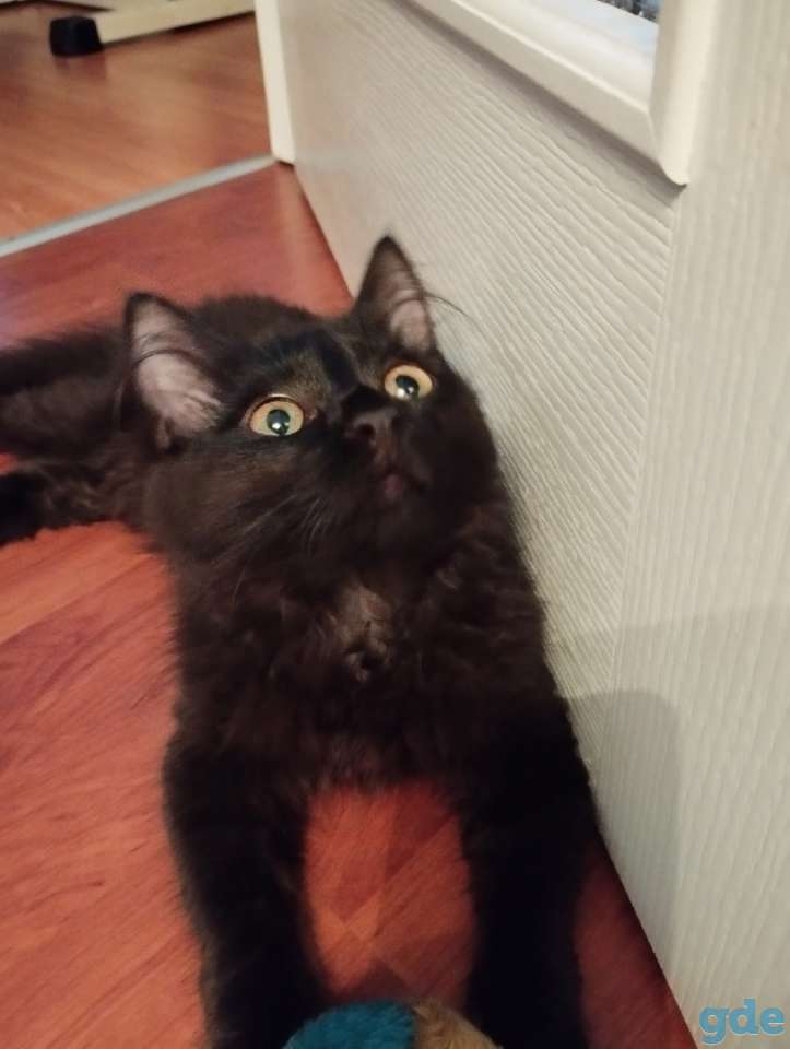 Котёнок. Кошечка в добрые руки, фотография 1