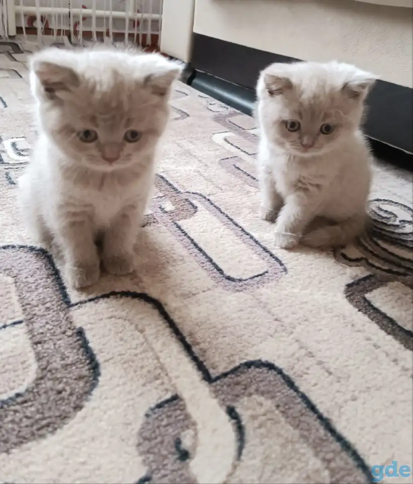 Котята британской породы., фотография 1