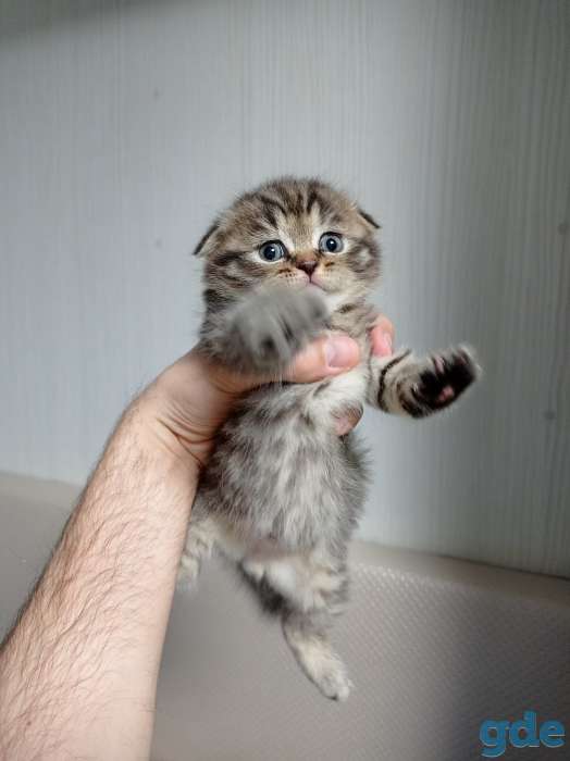 Шотландский вислоухий котенок, фотография 7