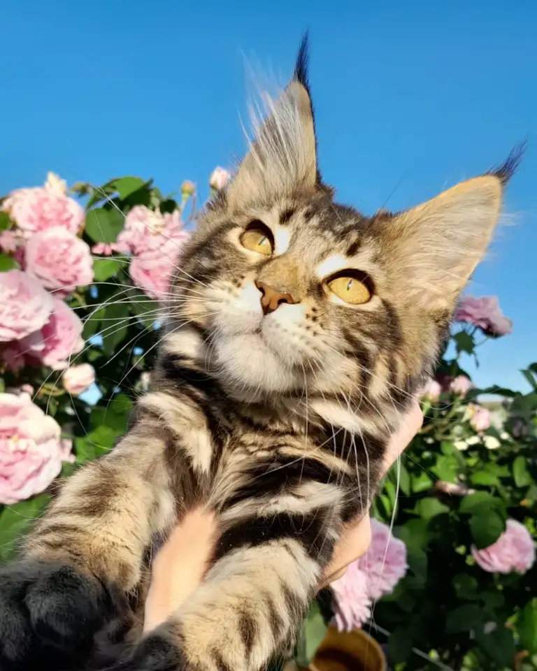 Мейн кун, фотография 1