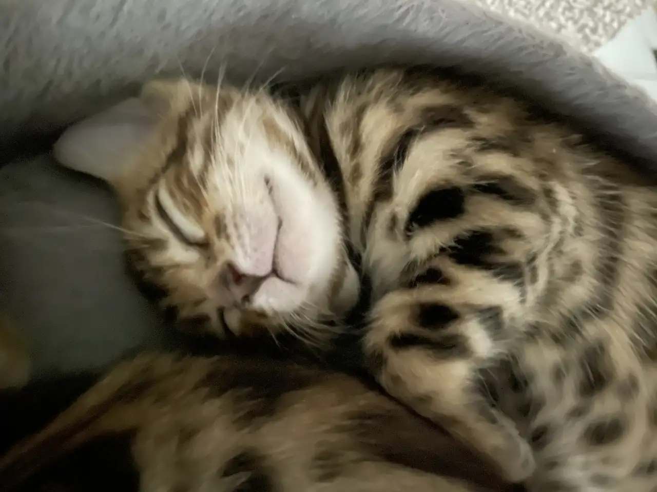 Котята бенгалы, фотография 8