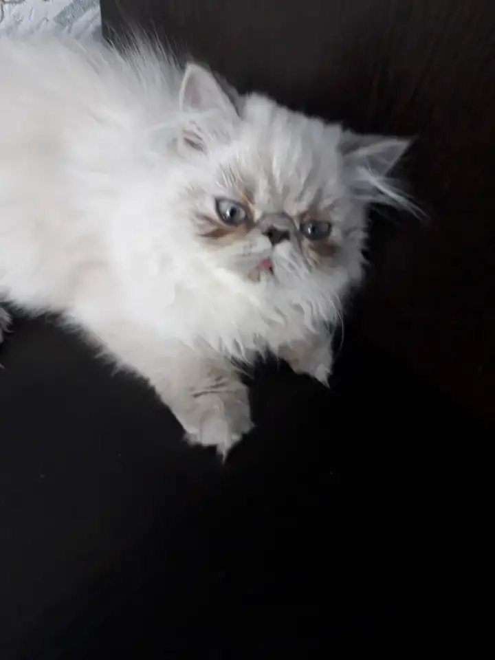 Персидские котята, фотография 3