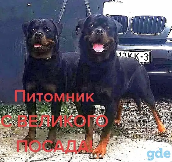 Ротвейлера щенки, фотография 2