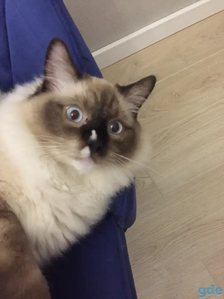 Котенок рэгдолл, фотография 4