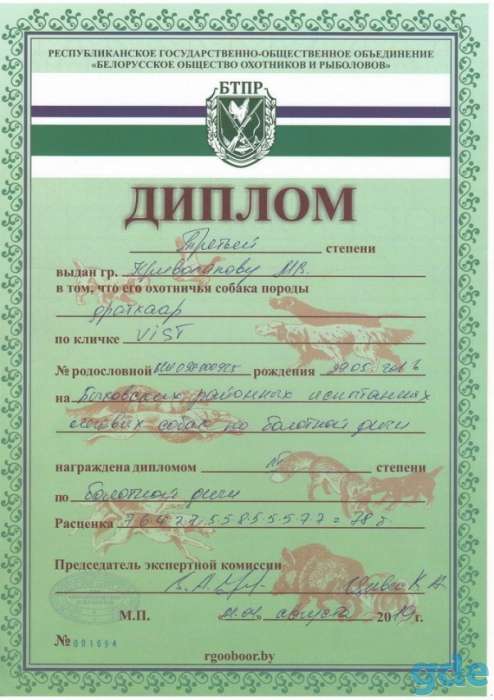 Щенки дратхаара, фотография 8