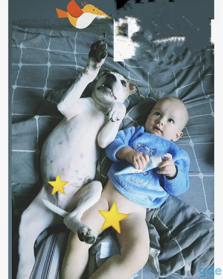 Питбуль Смарти 1.5года, фотография 3