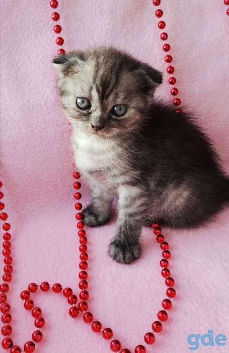 Шотландские котята, фотография 5
