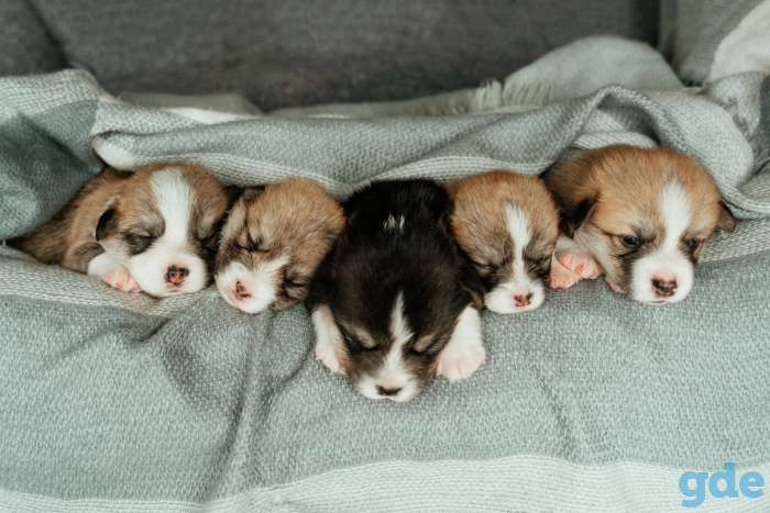 Вельш Корги Пемброк, фотография 1