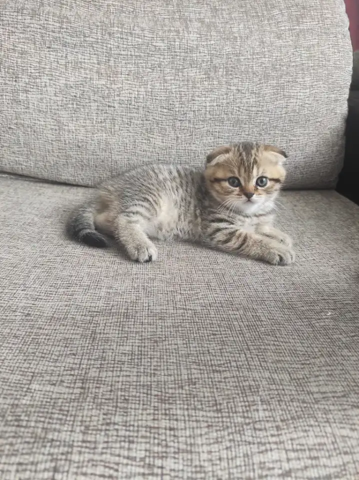 Продам котят, фотография 2