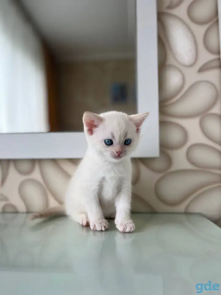 Шотландские котята, фотография 1