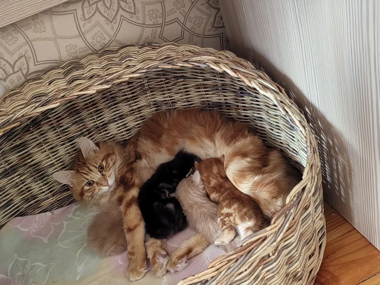 Курильский бобтейл котята, фотография 1