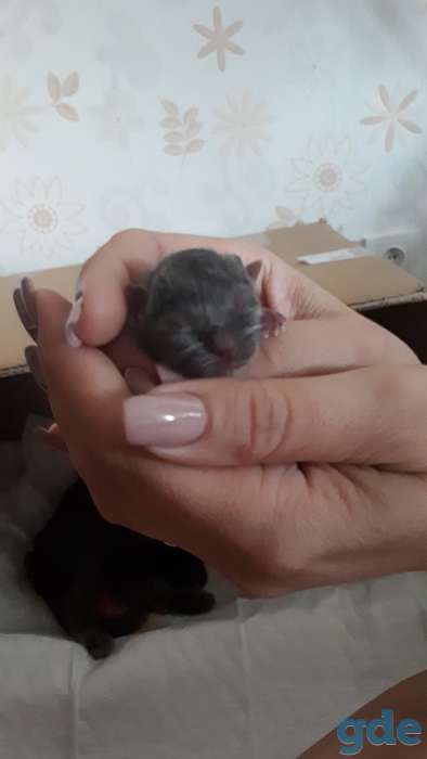 Британский котенок, фотография 9