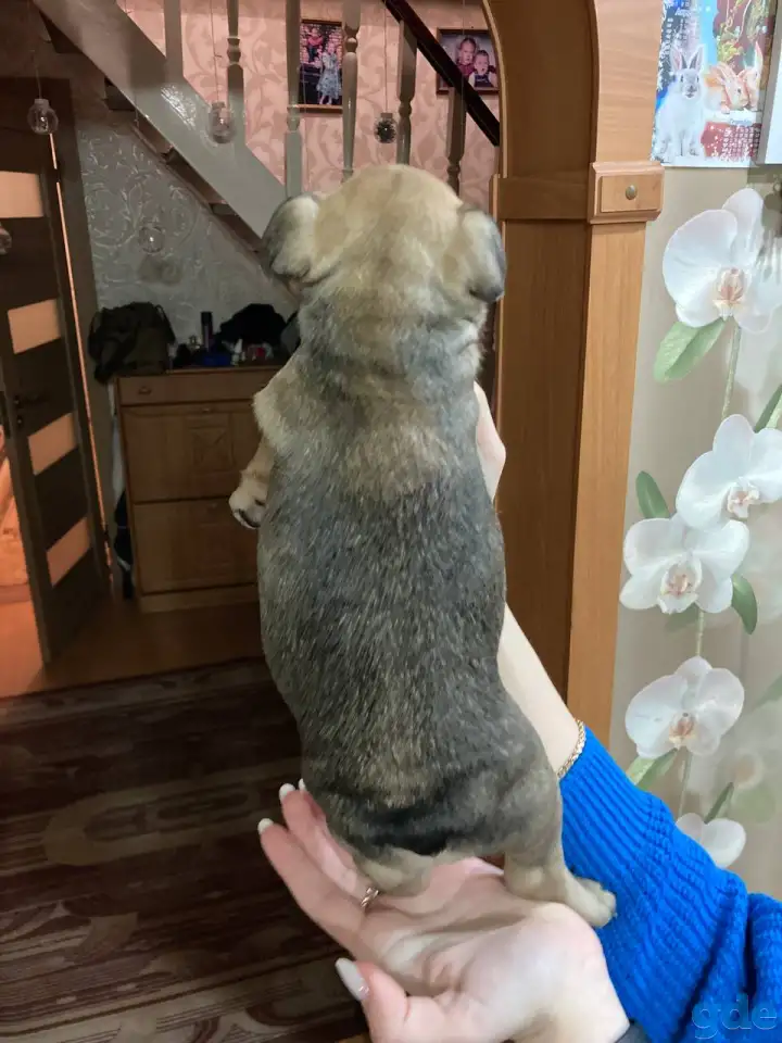 Французский бульдог, фотография 2