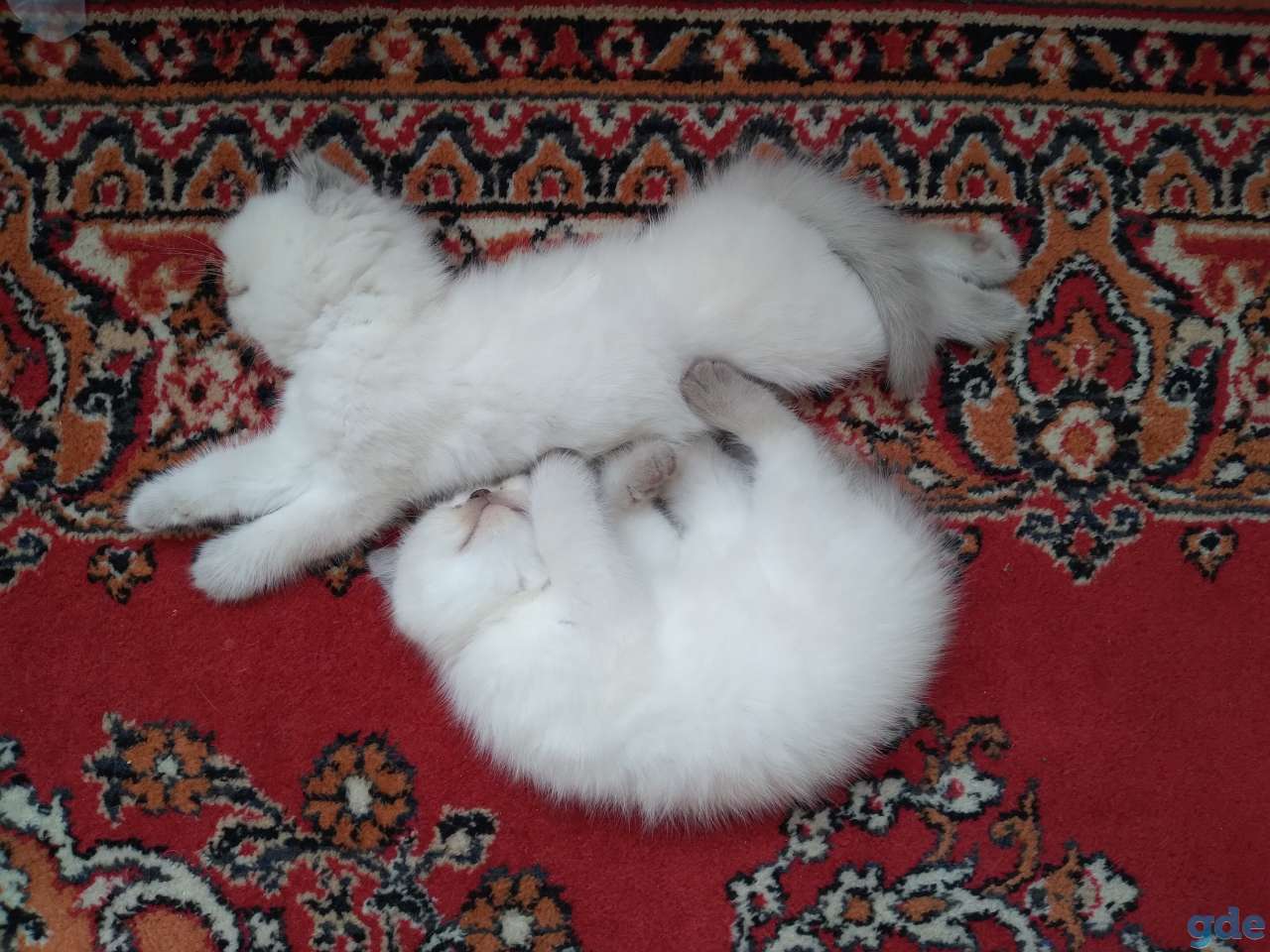 Шотландские котята, фотография 7