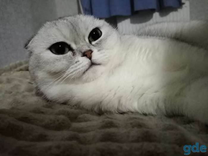 Котята серебристые шиншиллы, фотография 5