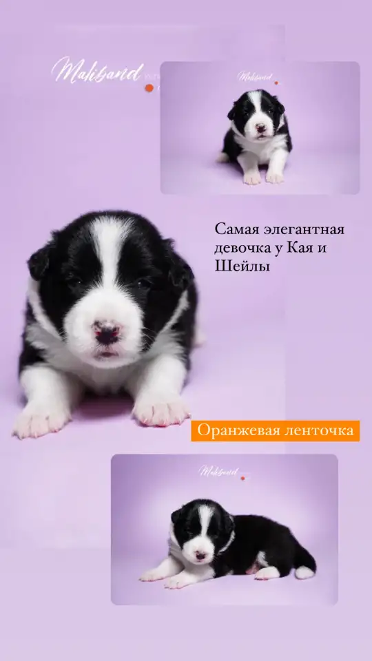 Щенки бордер колли, фотография 7