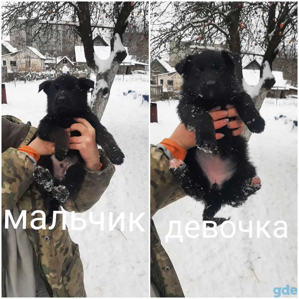 Щенки немецкой овчарки, фотография 4