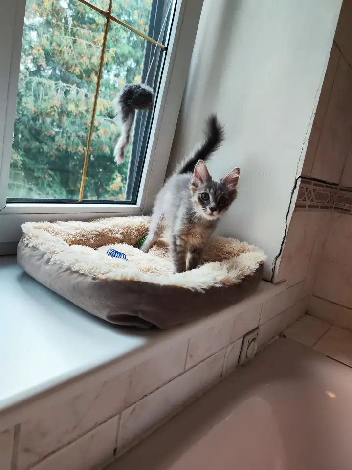 Котята в дар, фотография 12