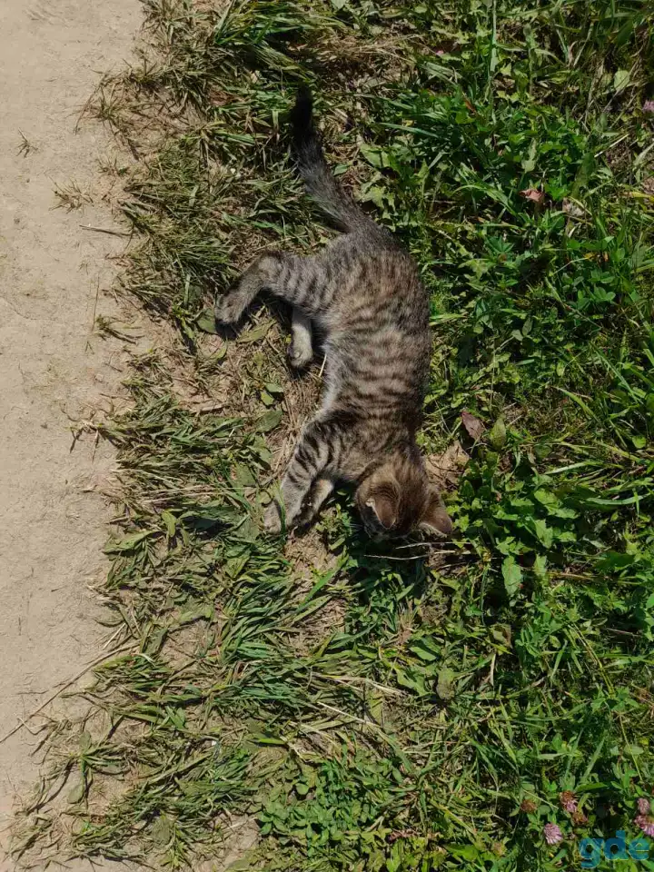 Кошечка, фотография 3