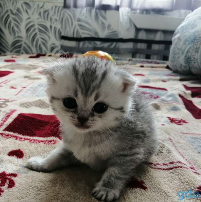 Шотландские мальчики, фотография 5