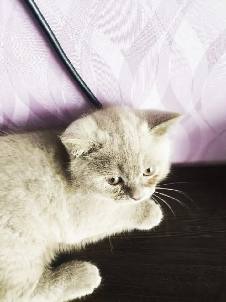 Котята Скоттиш-страйт, фотография 5