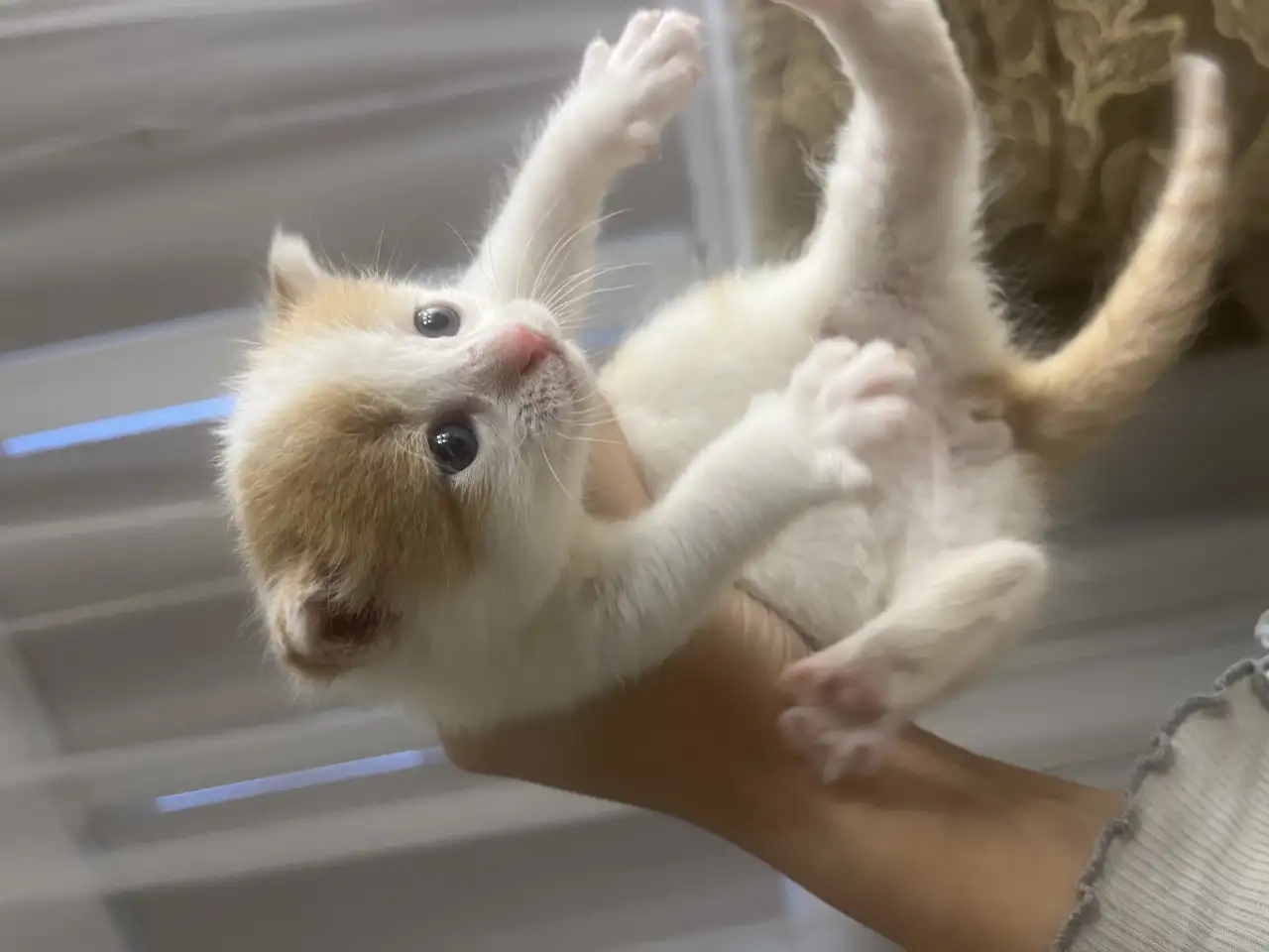 Котенок даром, фотография 3