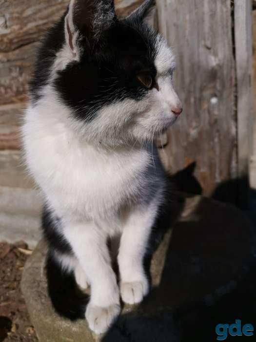 кот, фотография 1