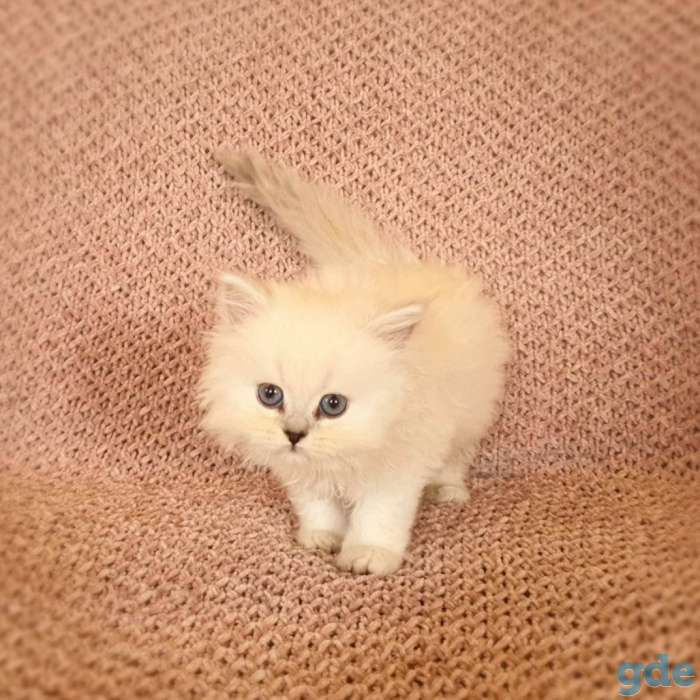 Британские котята, фотография 3