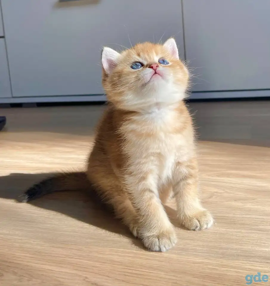 ЗОЛОТАЯ ШИНШИЛЛА шотландские котята, фотография 1