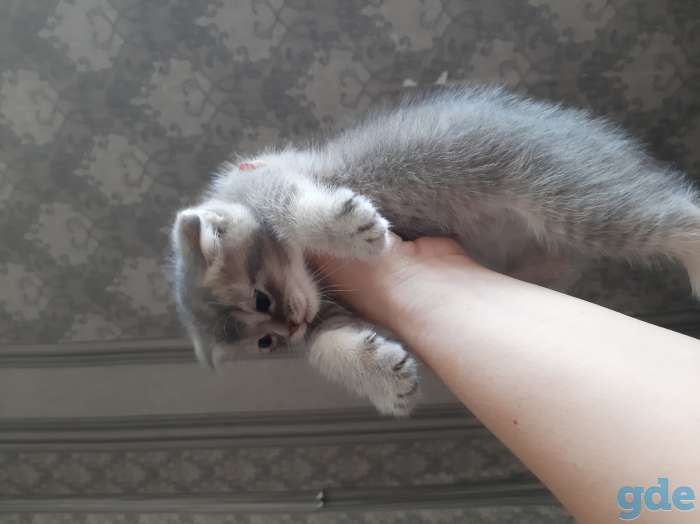 Шотландские котята, фотография 6