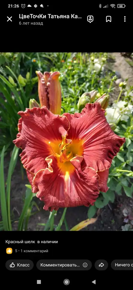 Многолетние цветы, фотография 4