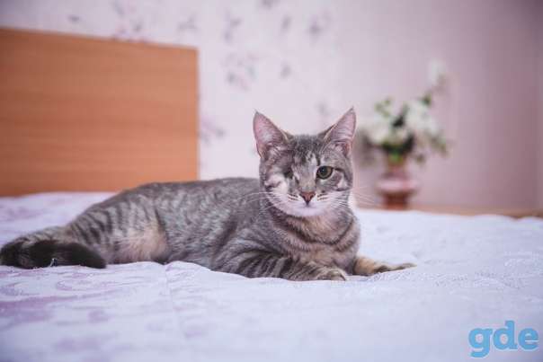 Кошечка ищет дом, фотография 3