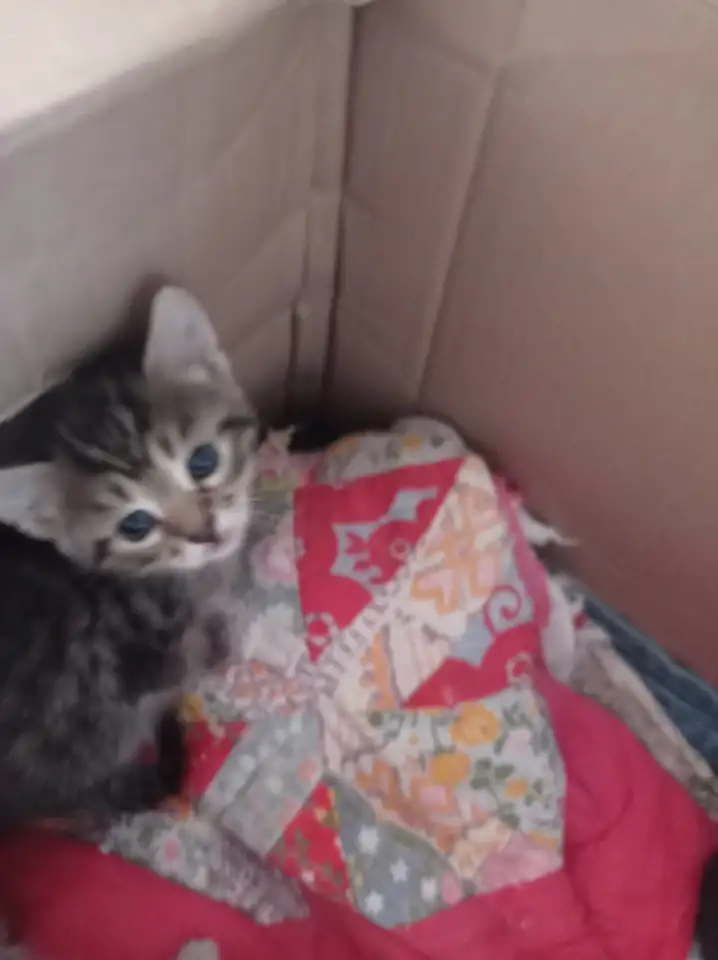 Котята очень красивые в добрые руки, фотография 2