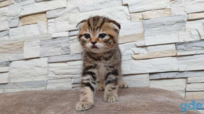 Шотландские котята, фотография 5