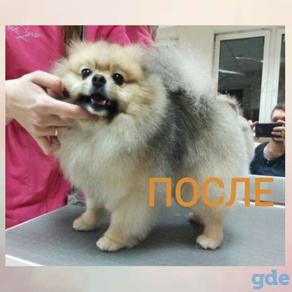 Груминг, стрижка собак, котов, фотография 8