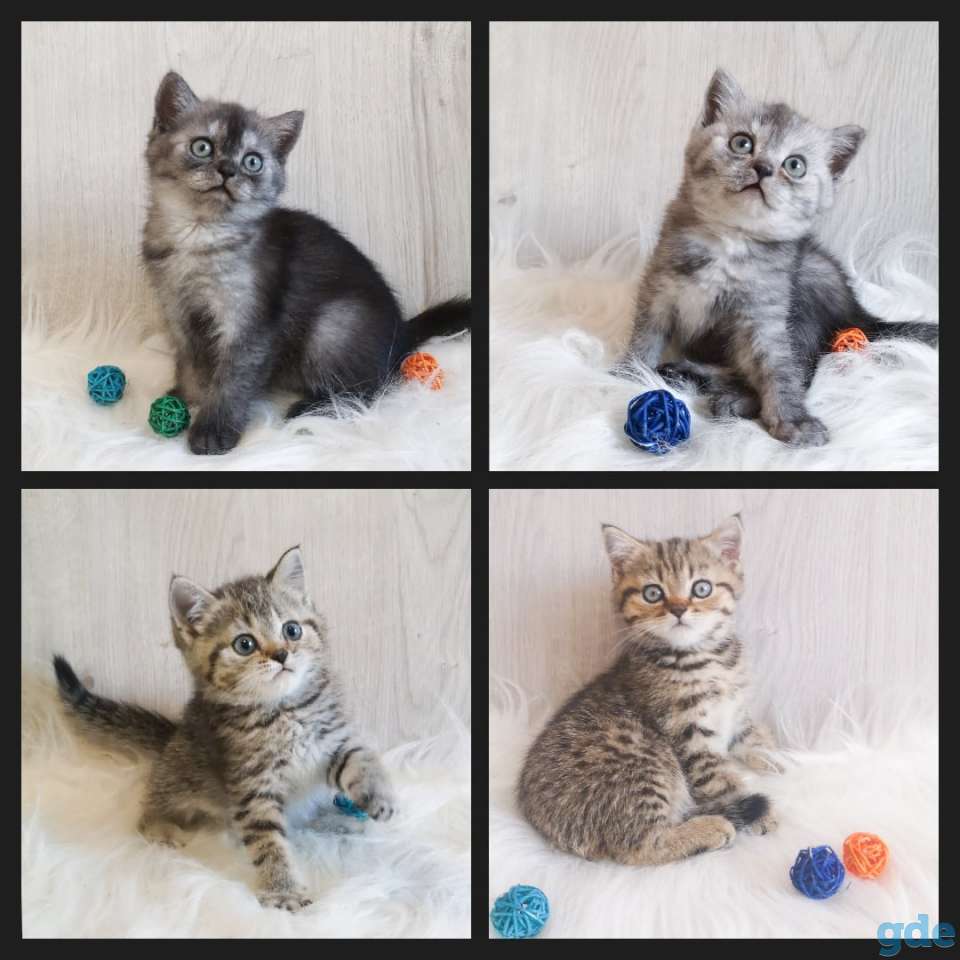 Шотландские котята, фотография 1