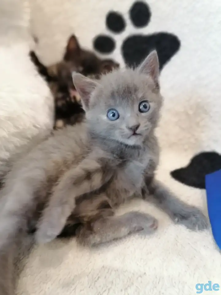 Котята Русская голубая, фотография 1