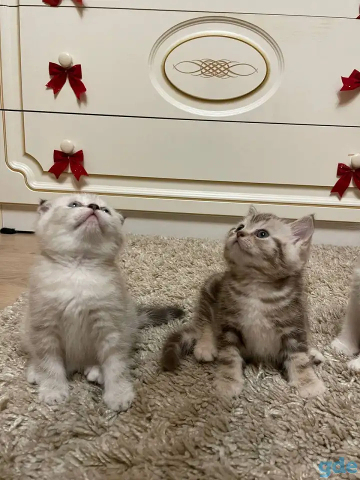 Шотландские мальчик скоттиш страйт и девочка скоттиш фолд, фотография 9