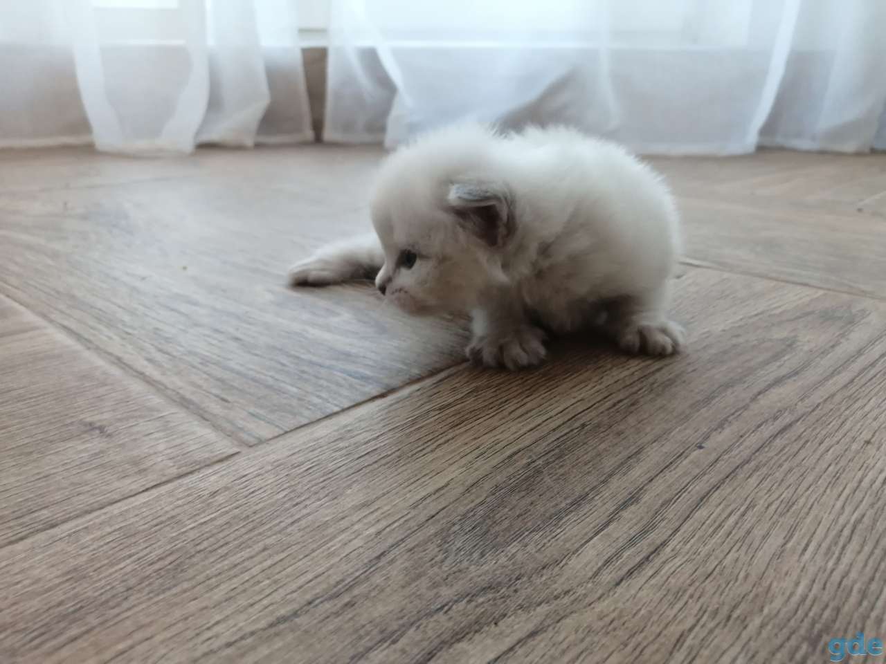 Невские маскарадные котята, фотография 2