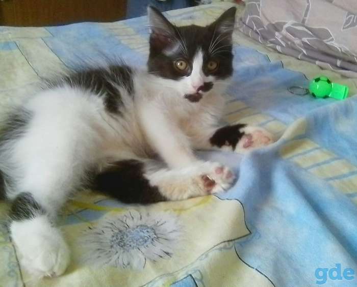 Котёнок 2,5 месяца, фотография 1