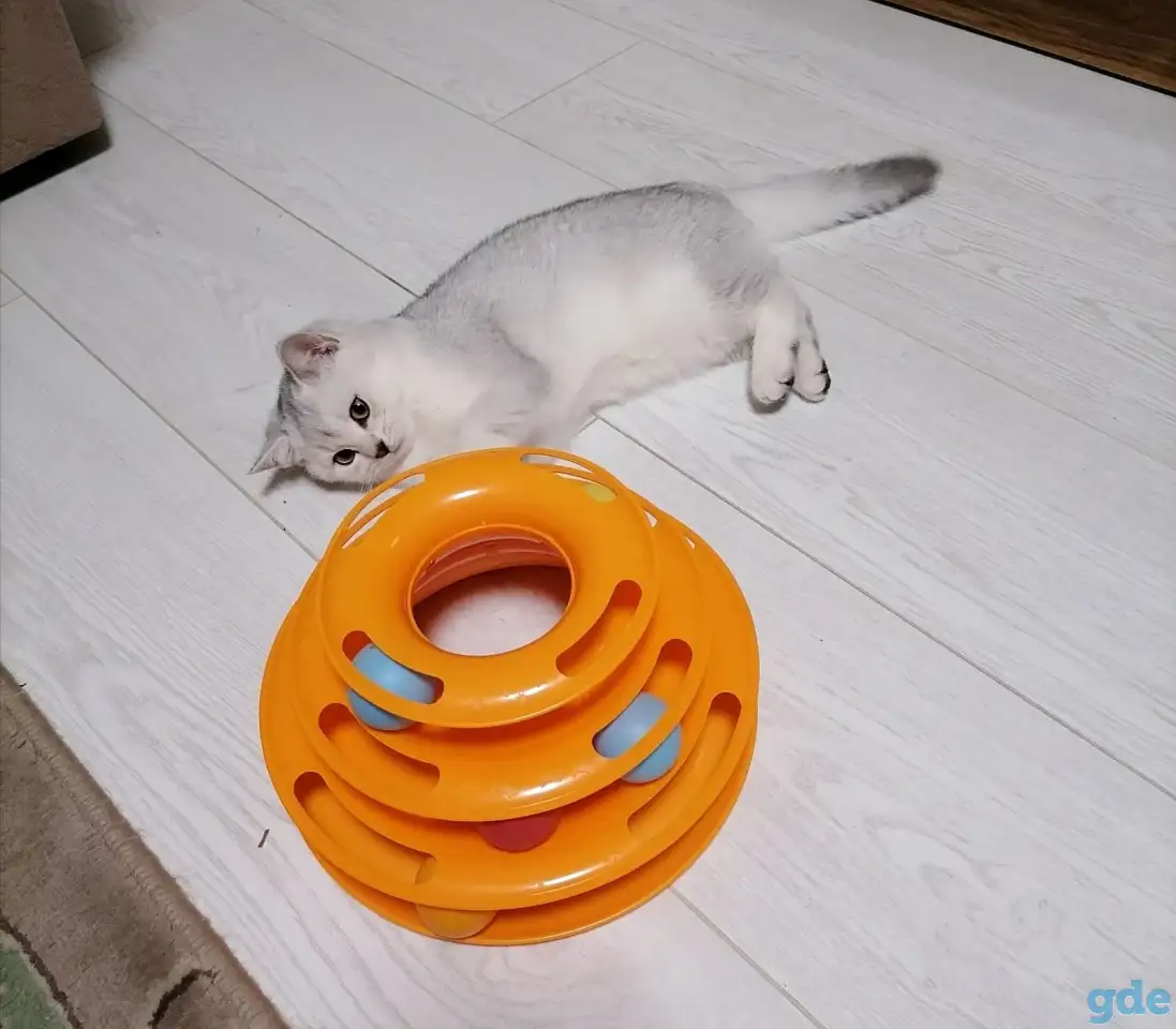 Котята британские, фотография 4