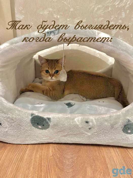 Котята шотландские ЗОЛОТАЯ ШИНШИЛЛА, фотография 6