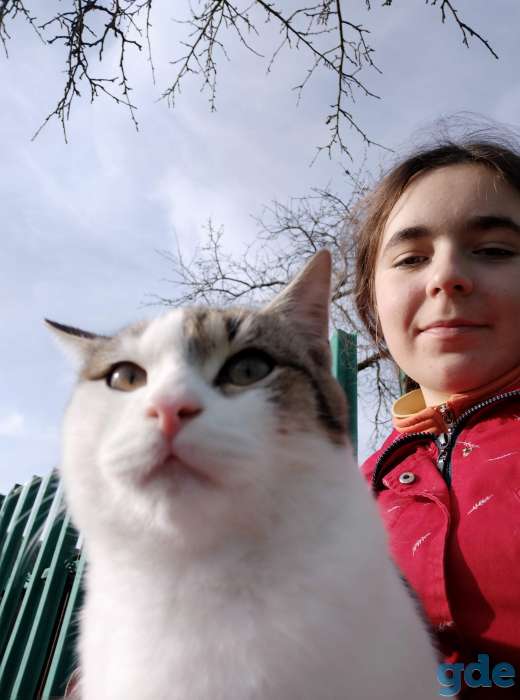 Котята в дар, фотография 5