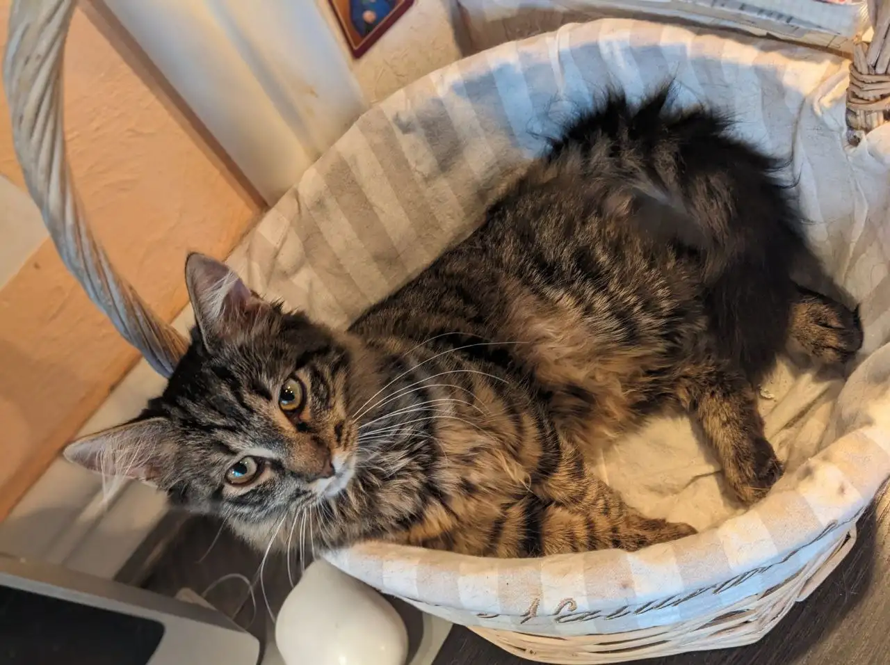 котенок, фотография 9