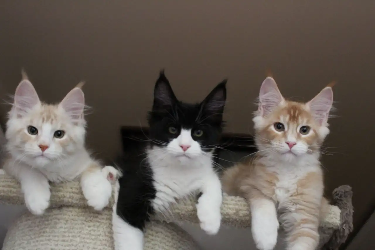 Котята мейн кун!, фотография 4