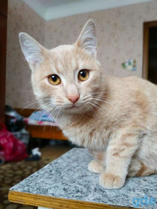 Котёнок 6 мес, фотография 2