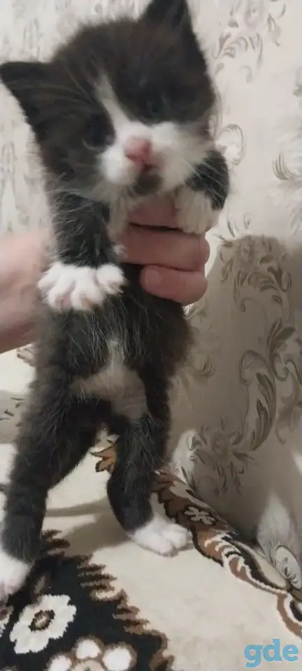 котята в хорошие руки, фотография 4